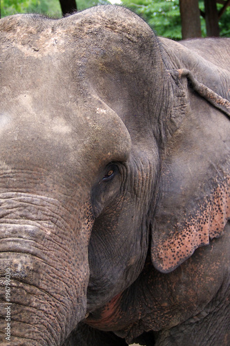 close up of an Elephant in Chiang Mai, Thailand