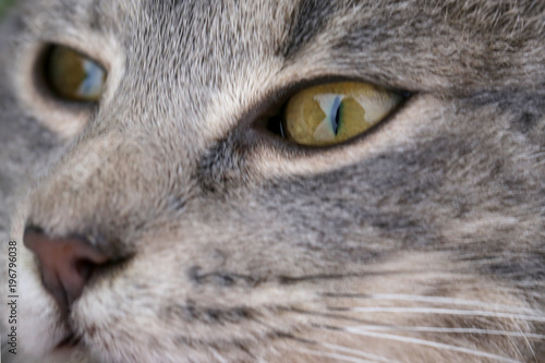 Feline face - close up view