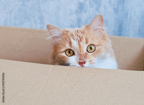 beautiful, red cat in a cardboard box, the concept of a gift, moving and real estate.