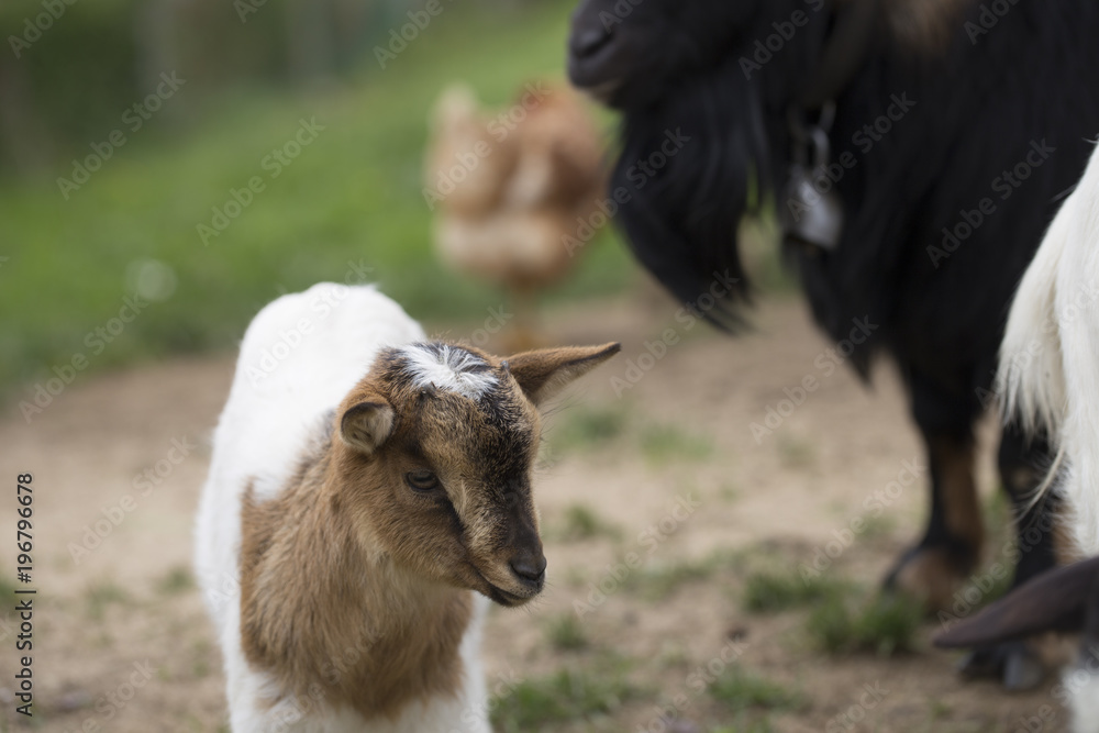 African pygmy goat