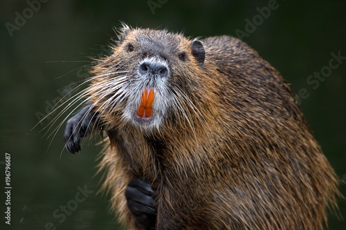 Nutria