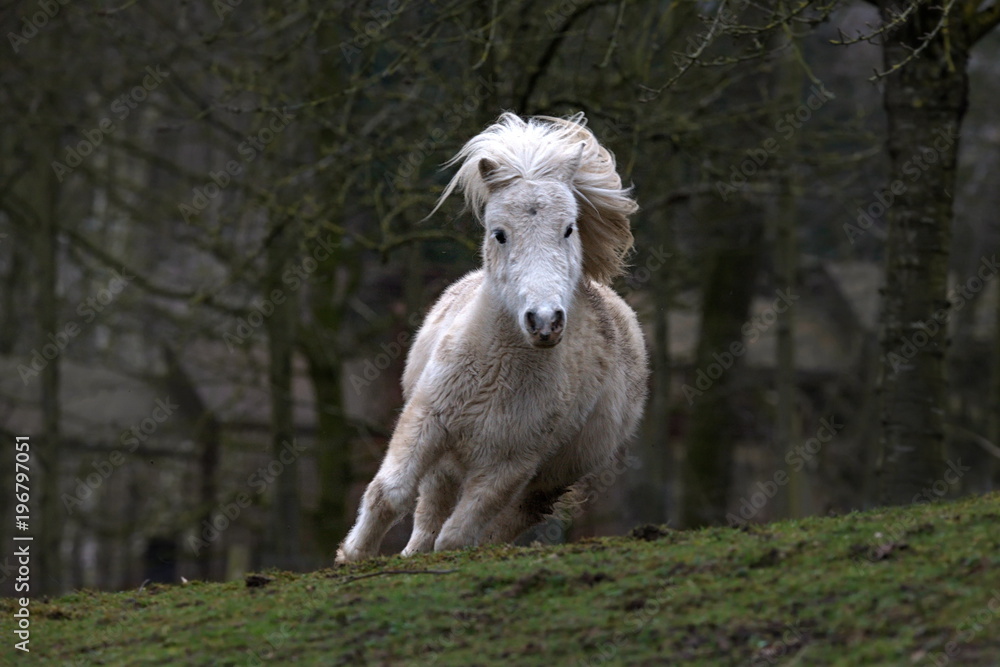 Fototapeta premium Shetland Pony