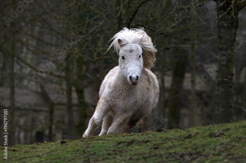 Fototapeta Naklejka Na Ścianę i Meble -  Shetland Pony