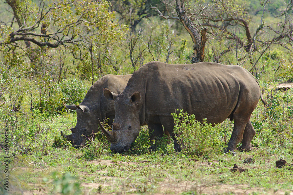 Two white rhinoceros or square-lipped rhinoceros (Ceratotherium simum) in Hluhluwe–iMfolozi Park, South Africa