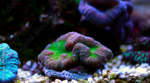 Open brain sp. coral in reef aquarium © Kolevski.V