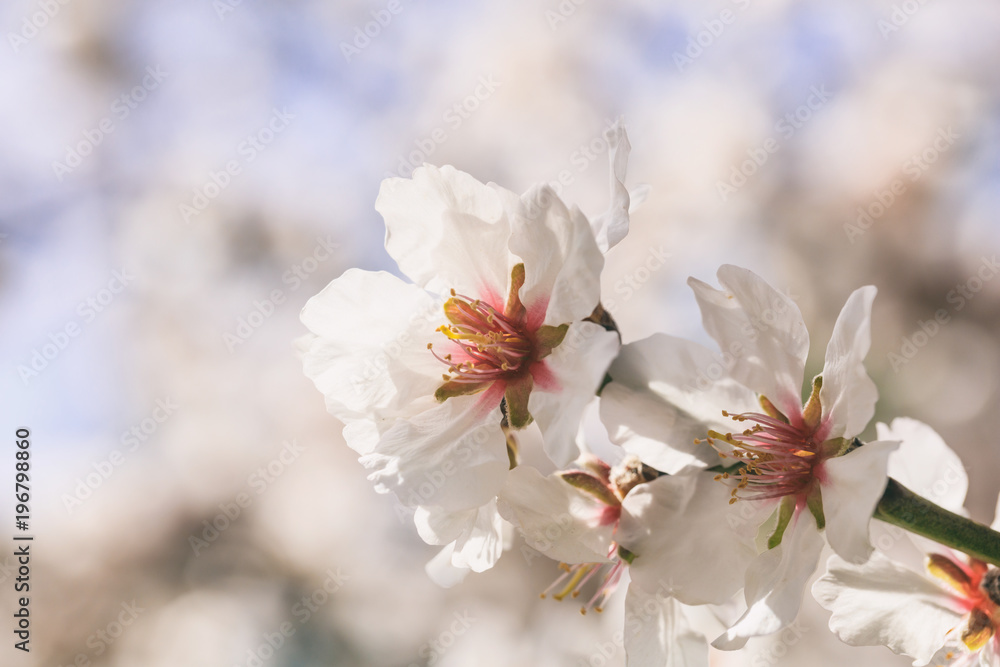 Spring blooming. Pink almond blossoms closeup, blur background, copy space Spring blooming. Pink almond blossoms closeup, blur background, copy space