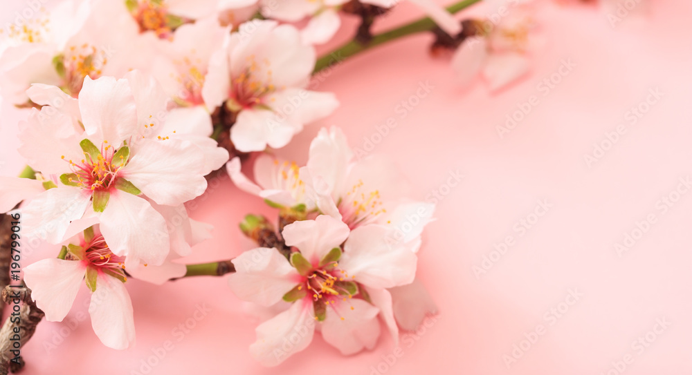 Spring blooming. Almond blossoms on pink background, copy space