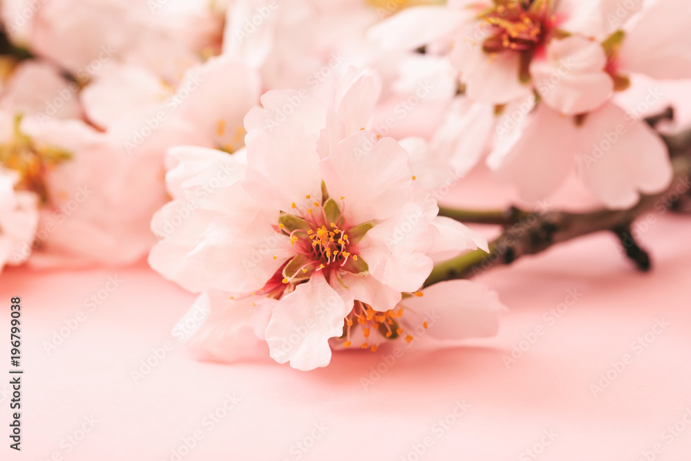 Spring blooming. Almond blossoms on pink background