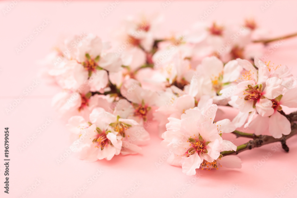 Spring blooming. Almond blossoms on pink background