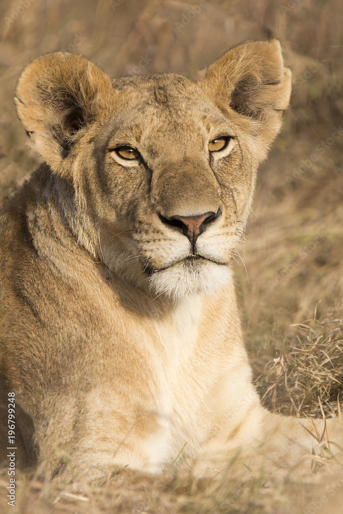 African Lioness Portrait African Lioness Portrait