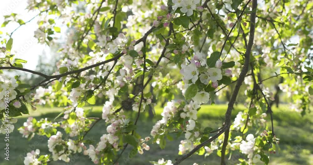Slow motion dolly shot of blossoming apple tree in a garden Slow motion dolly shot of blossoming apple tree in a garden