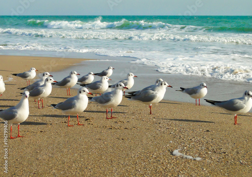 the seagulls standing on the sand on the seashore with waves of the sea in the background © Valerii