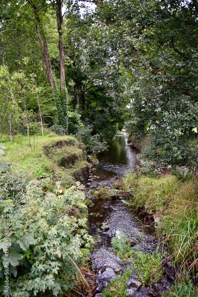 Obraz premium Forest Stream