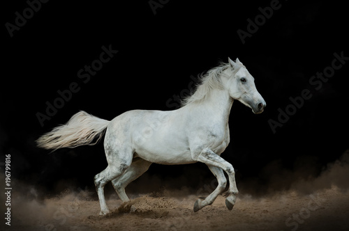 White horse in the dust over a black background © Mari_art
