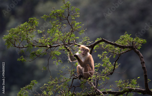 Monkey ( Macaca Sinica) from Sri Lanka
