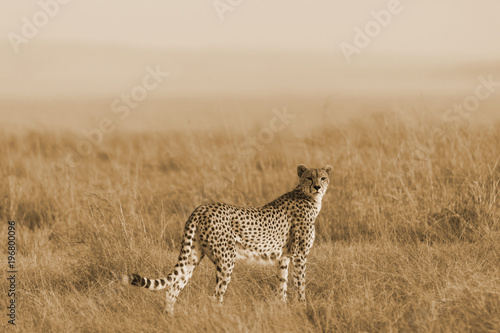 Cheetah in the savannah