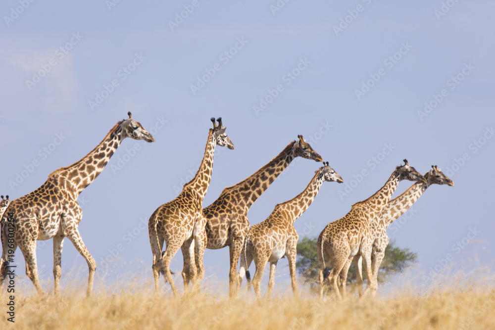 Obraz premium Tower of Giraffes