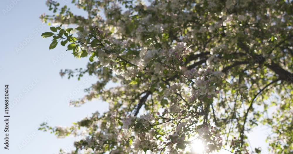 Slow motion dolly shot of blossoming apple tree in a garden Slow motion dolly shot of blossoming apple tree in a garden