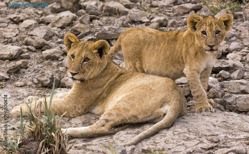Obraz premium Lion Cubs
