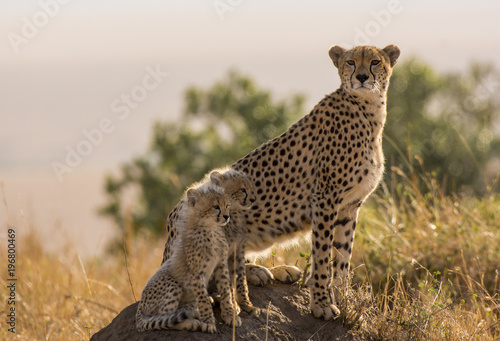 Cheetah and Cubs on a mount