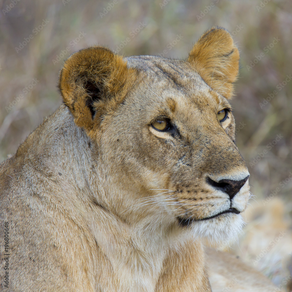 Lioness Closeup Lioness Closeup