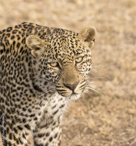 Male Leopard portrait