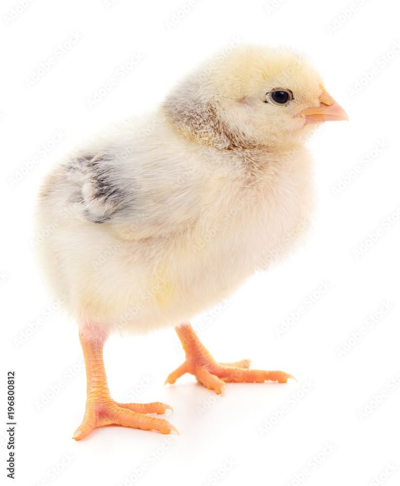 Fototapeta premium Small yellow chicken.