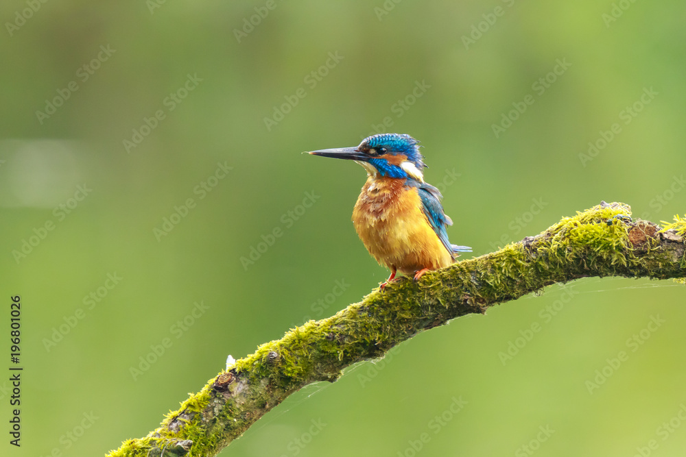 Fototapeta premium Close up of a Kingfisher Alcedo atthis