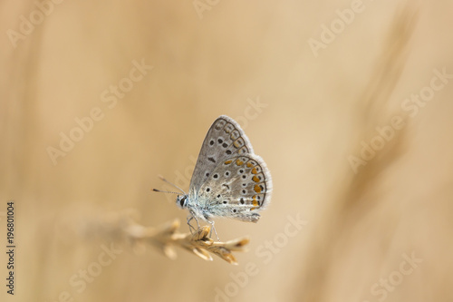 Common Blue butterfly, Polyommatus icarus