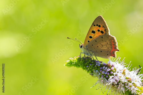 Wallpaper Mural Small or common copper butterfly lycaena phlaeas closeup Torontodigital.ca