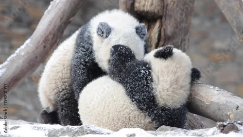 Little Fluffy Panda Cubs are Playing in the Snow, China