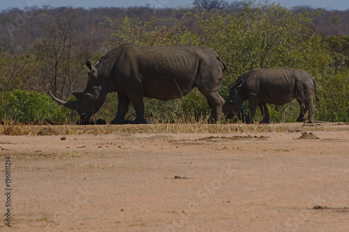 Two white rhinoceros or square-lipped rhinoceros  Ceratotherium simum  in Kruger Park  South Africa