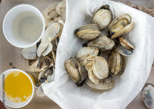 Steamer clams  photo