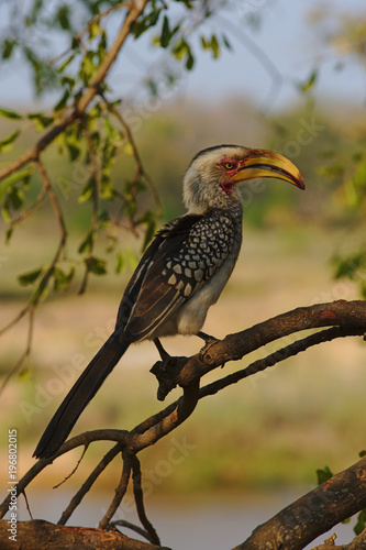 A southern yellow-billed hornbill (Tockus leucomelas) resting on a tree in Kruger National Park, South Africa.