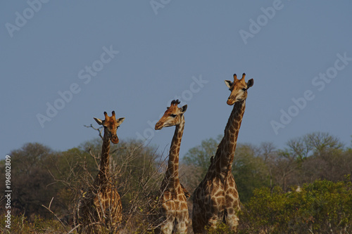 Three giraffes neatly lined up in order of height, Kruger National Park, South Africa.