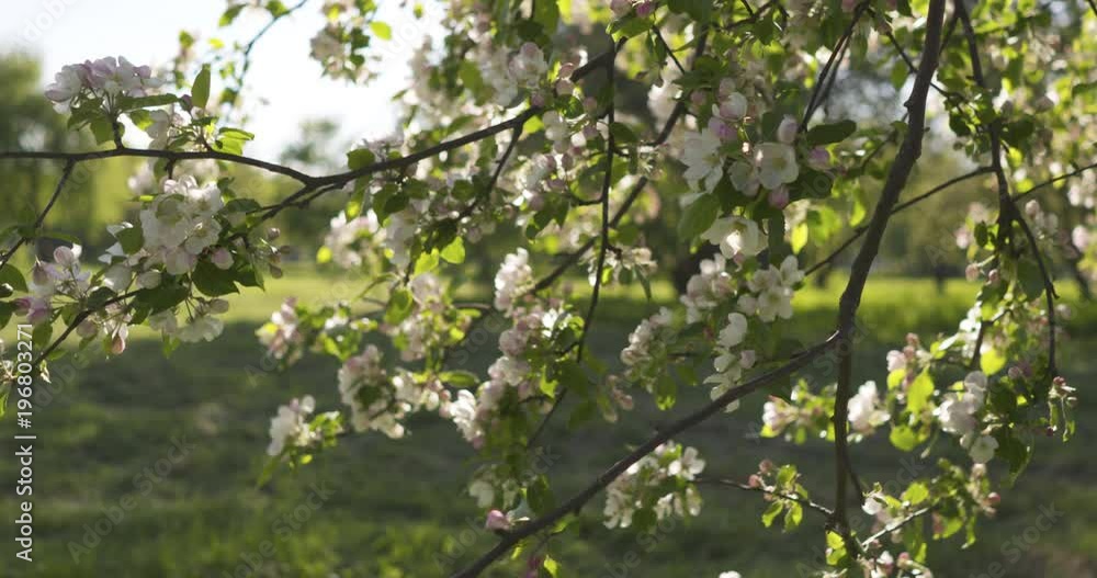Slow motion dolly shot of blossoming apple tree in a garden Slow motion dolly shot of blossoming apple tree in a garden