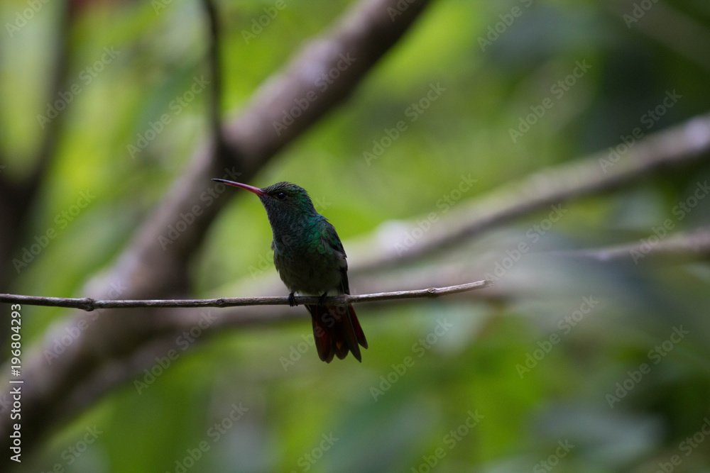 Fototapeta premium Close up Honduran Emerald Hummingbird shaking, Amazilia luciae. This bird is found only in Honduras. Green tropical background. The Lodge at Pico Bonito, Honduras.