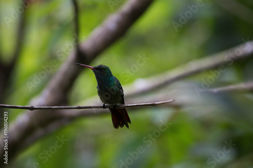 Close up Honduran Emerald Hummingbird shaking, Amazilia luciae. This bird is found only in Honduras. Green tropical background. The Lodge at Pico Bonito, Honduras.