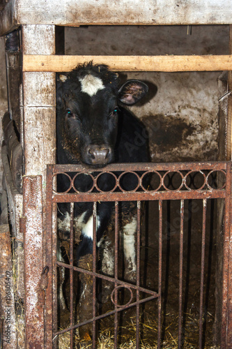 Calf in a dark barn