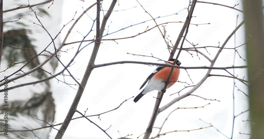 Natural winter background - frozen branches and male bullfinch. Russia. Natural winter background - frozen branches and male bullfinch. Russia.