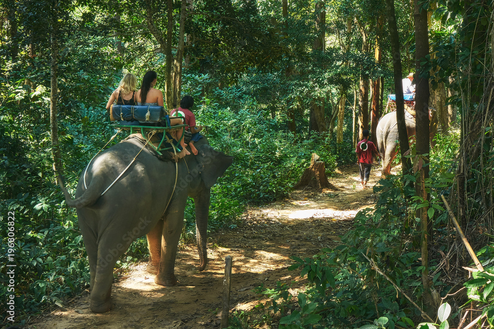 Fototapeta premium Riding on the elephant through the jungle in the Khao Lak national park in Thailand