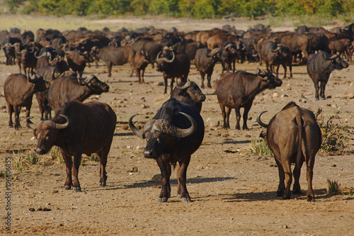 Fototapeta Naklejka Na Ścianę i Meble -  Herd of African buffaloes in a dry plain, Kruger national park, South Africa.