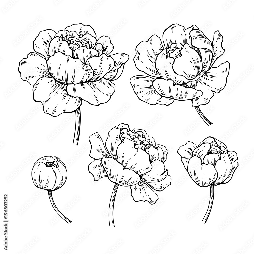 Фото чертеж арт установки пион Peony botanical drawing. Vector hand drawn engraved flower set. Векторный объект