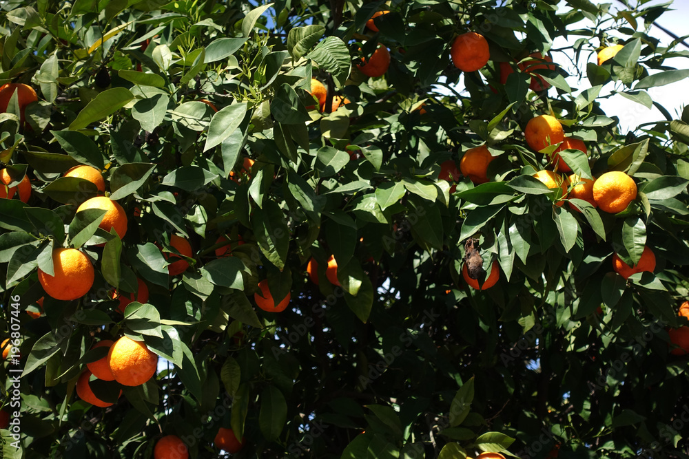 Oranges ready for crop in the tree