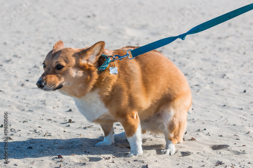 A Pembroke Welsh Corgi pooping on Dog Beach at Ocean Beach in San Diego, California. photo