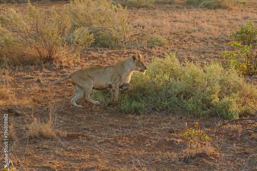 Lioness sprinting at dawn in Kruger National Park  South Africa.