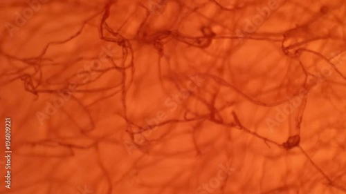 Visione al microscopio di tessuto simile alla vascolarizzazione della retina umana photo