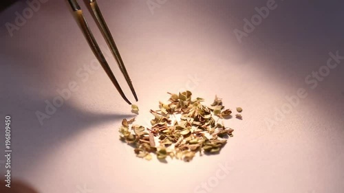 Quality control of a plant sample photo