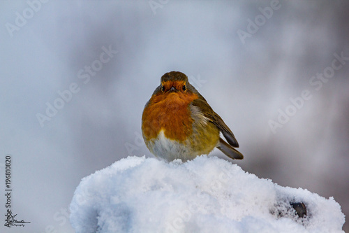  Robin in the Snow © Andrew