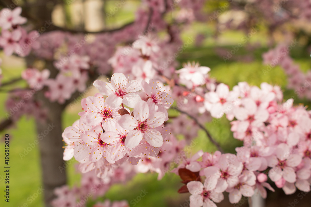 Spring Cherry Blossom Closeup
